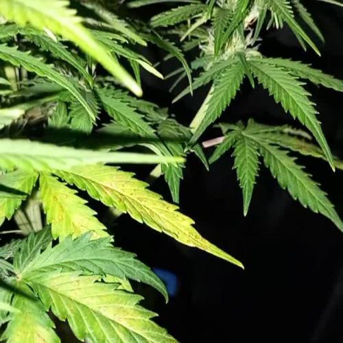 TPB Miki's Cookies Cannabonsai