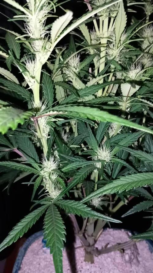 TPB Miki's Cookies Cannabonsai