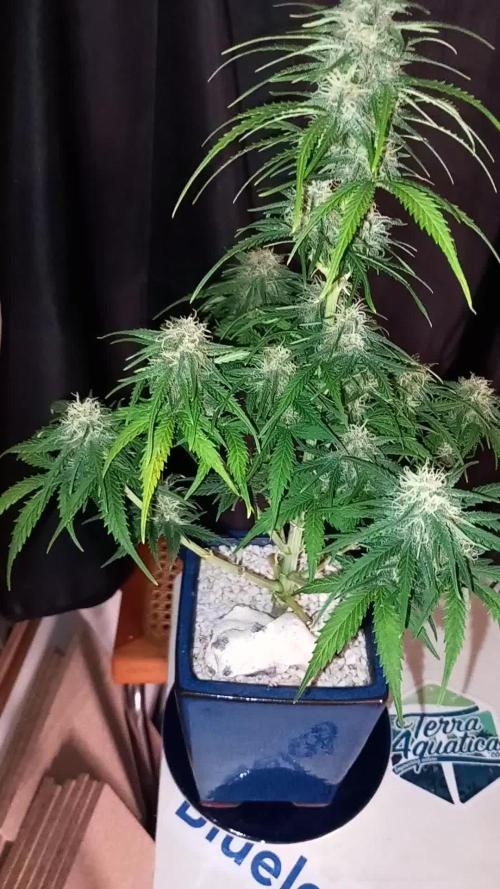 TPB Miki's Apricot Cannabonsai