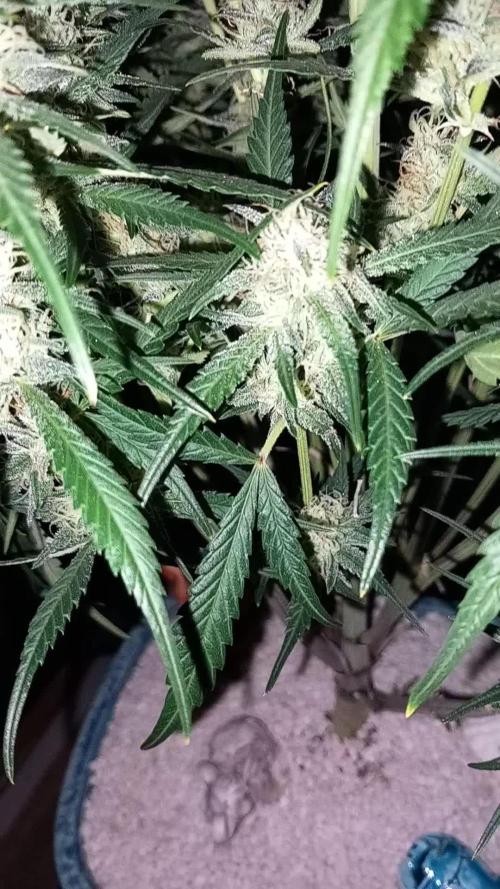 TPB Miki's Cookies Cannabonsai