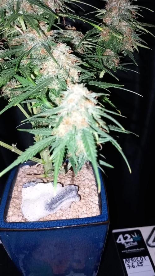 TPB Miki's Apricot Cannabonsai