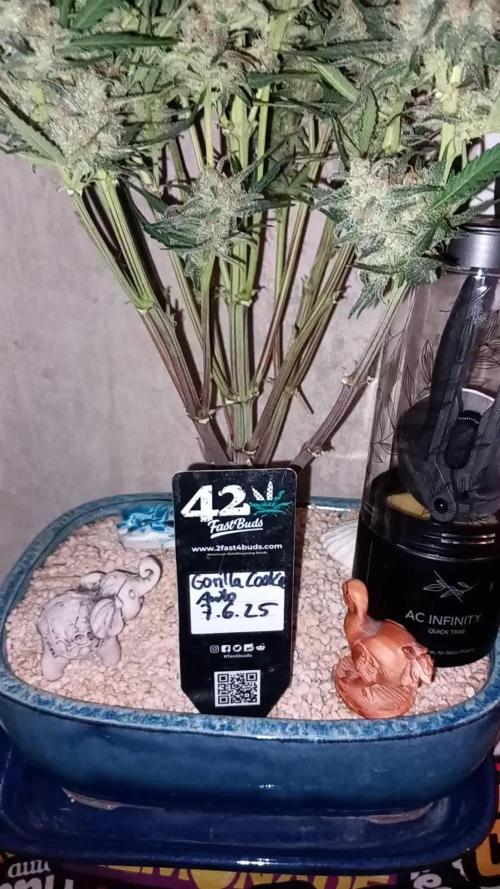 TPB Miki's Cookies Cannabonsai