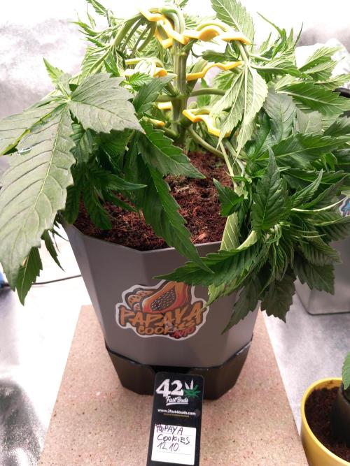 Papaya Cookies Coco Dwarf Style. Week 4