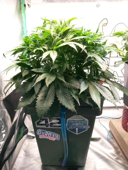 Strawberry Gorilla FastBuds Hydroponic. Week 5