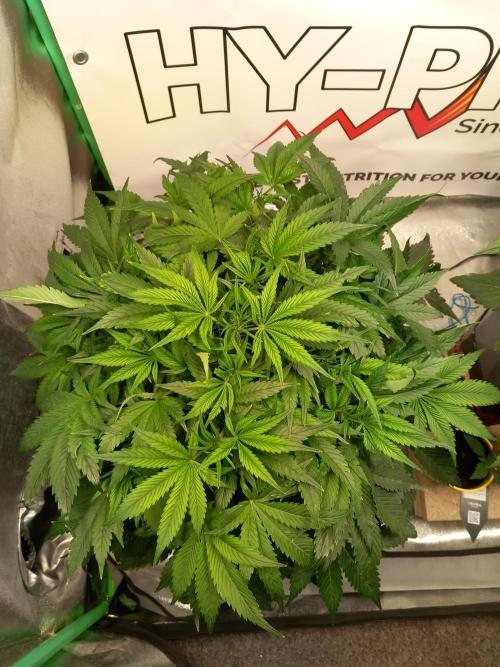 Strawberry Gorilla FastBuds Hydroponic. Week 5