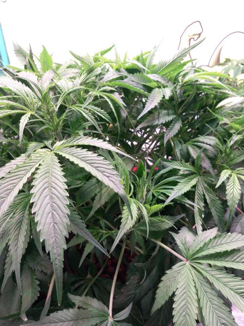 Strawberry Gorilla FastBuds Hydroponic. Week 6