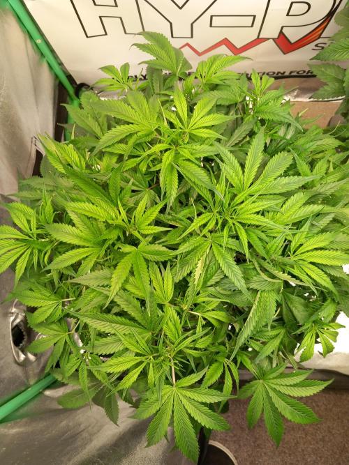 Strawberry Gorilla FastBuds Hydroponic. Week 6