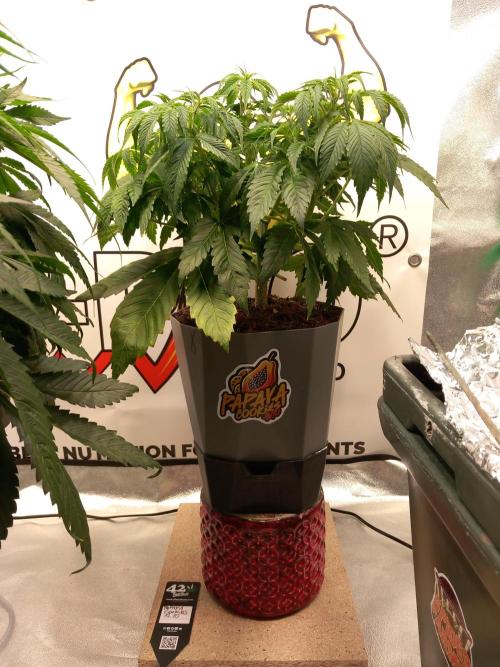 Papaya Cookies Coco Dwarf Style. Week 5