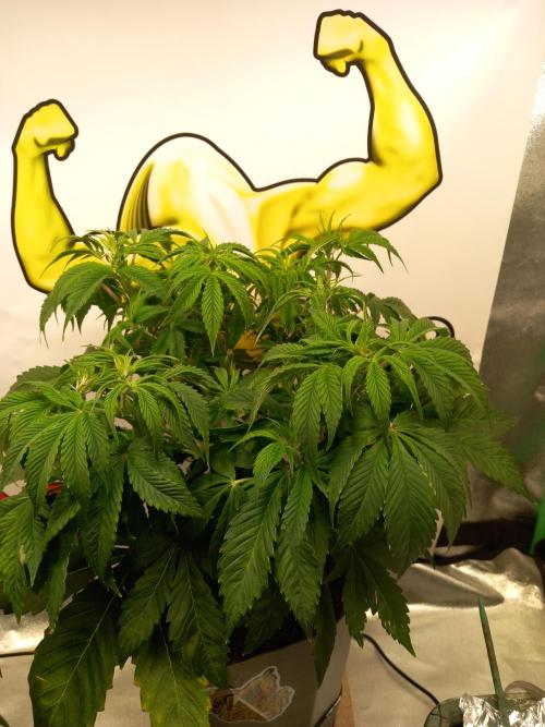 Papaya Cookies Coco Dwarf Style. Week 5