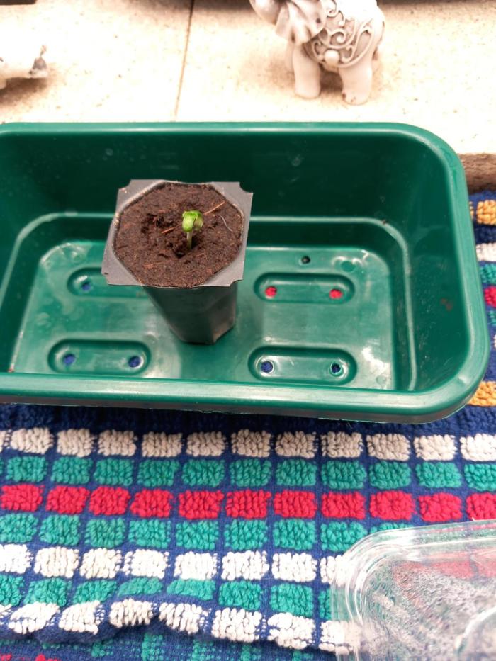 Kush Mint Super  Strains. Week 0