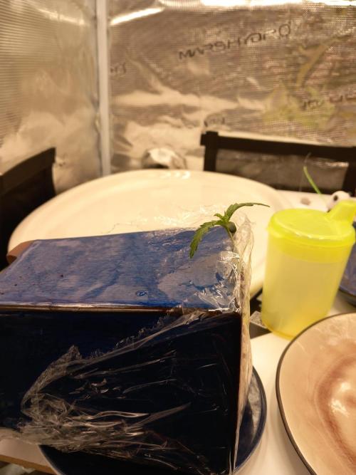 Kush Mint Super  Strains. Week 1