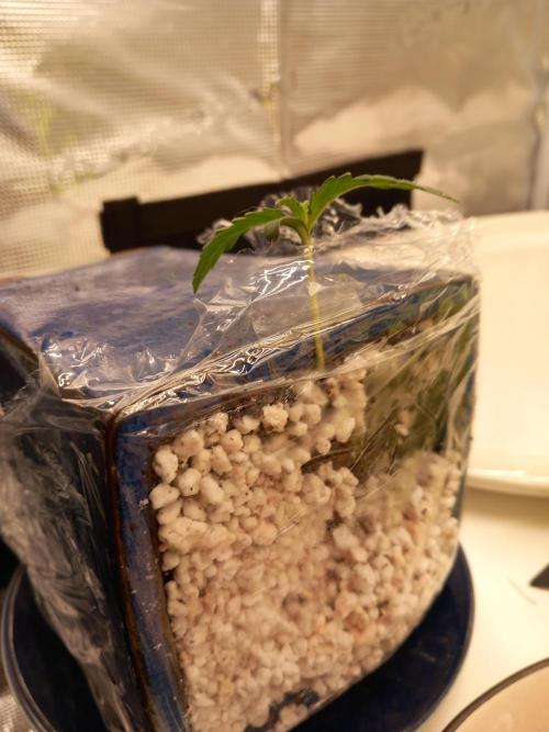 Kush Mint Super  Strains. Week 1