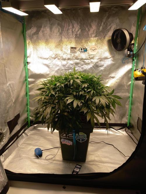 Strawberry Gorilla FastBuds Hydroponic. Week 7