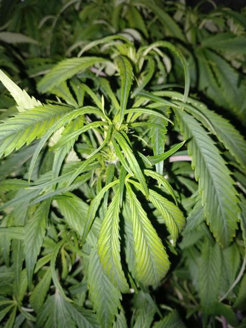 Strawberry Gorilla FastBuds Hydroponic. Week 7