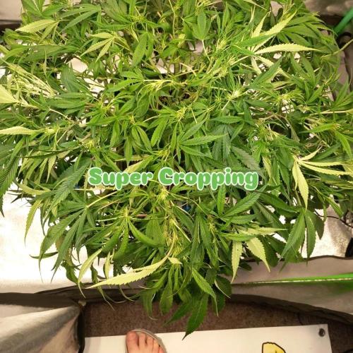 Strawberry Gorilla FastBuds Hydroponic. Week 7