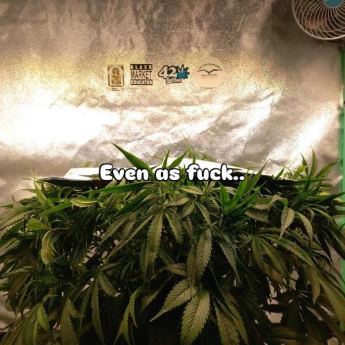 Strawberry Gorilla FastBuds Hydroponic. Week 7