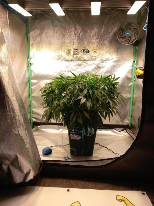 Strawberry Gorilla FastBuds Hydroponic. Week 7