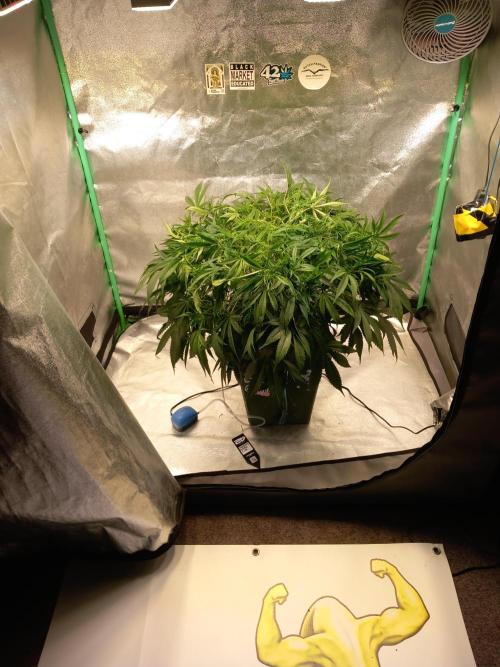 Strawberry Gorilla FastBuds Hydroponic. Week 7