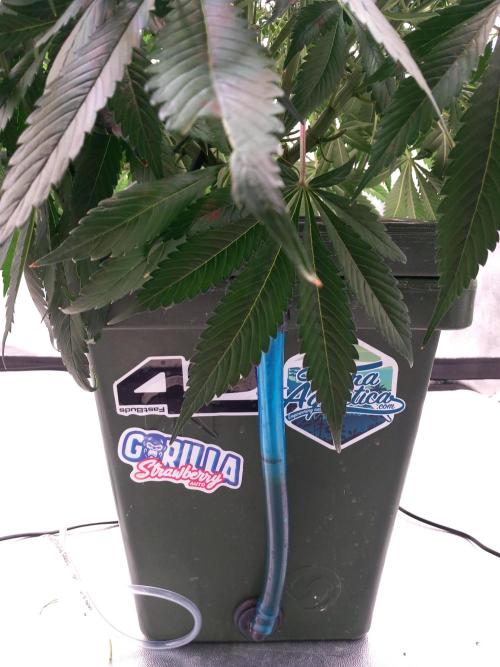 Strawberry Gorilla FastBuds Hydroponic. Week 7