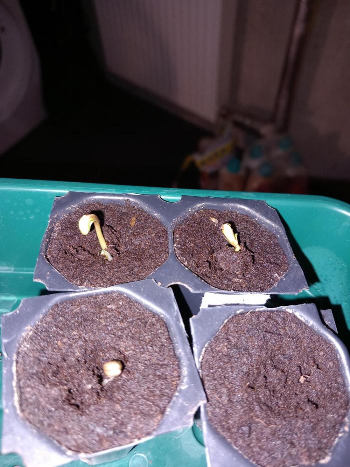 Cannabonsai Purple Lemonade Auto. Week 0