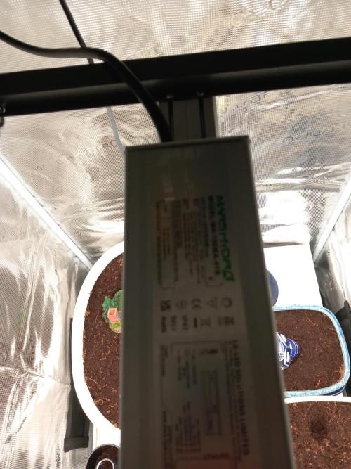 Kush Mint Super  Strains. Week 1