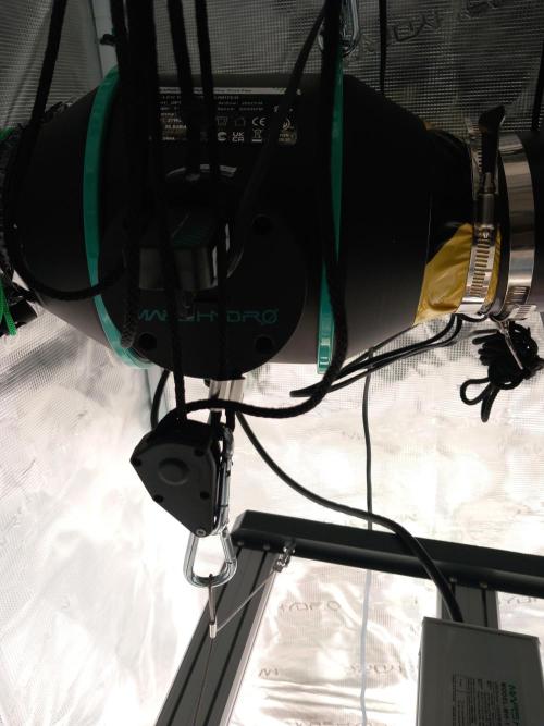 Kush Mint Super  Strains. Week 1