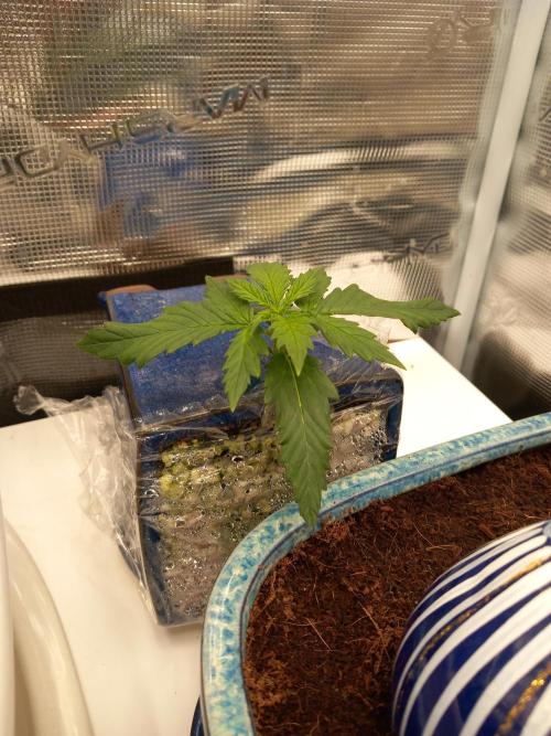 Kush Mint Super  Strains. Week 2