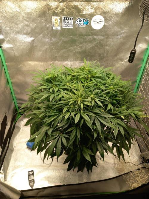 Strawberry Gorilla FastBuds Hydroponic. Week 8