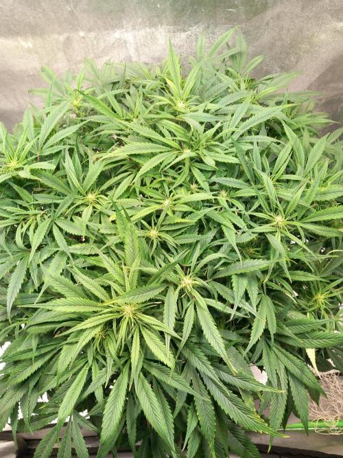 Strawberry Gorilla FastBuds Hydroponic. Week 8