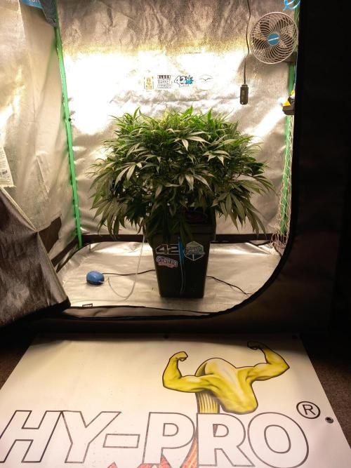 Strawberry Gorilla FastBuds Hydroponic. Week 8