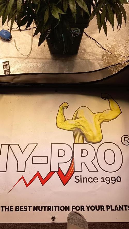 Strawberry Gorilla FastBuds Hydroponic