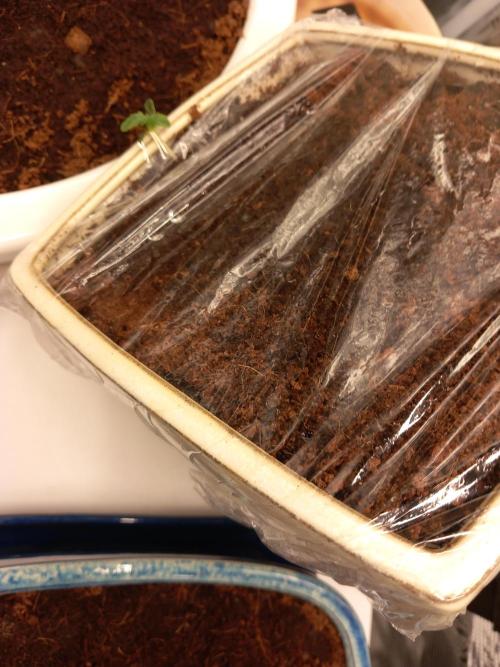 Cannabonsai Ztrawberriez FastBuds. Week 1