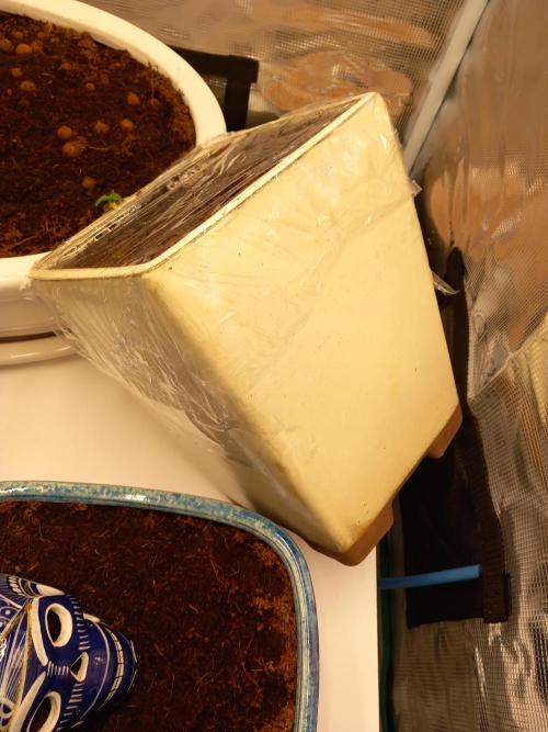 Cannabonsai Ztrawberriez FastBuds. Week 1