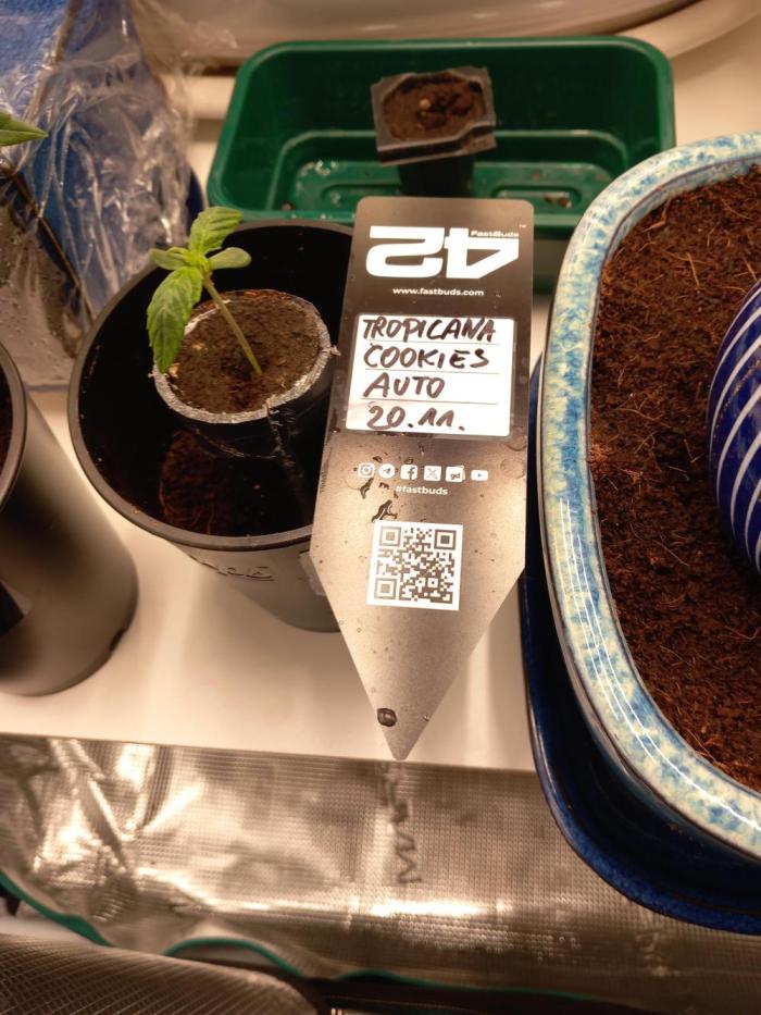 Cannabonsai Tropicana Cookies FastBuds. Week 1