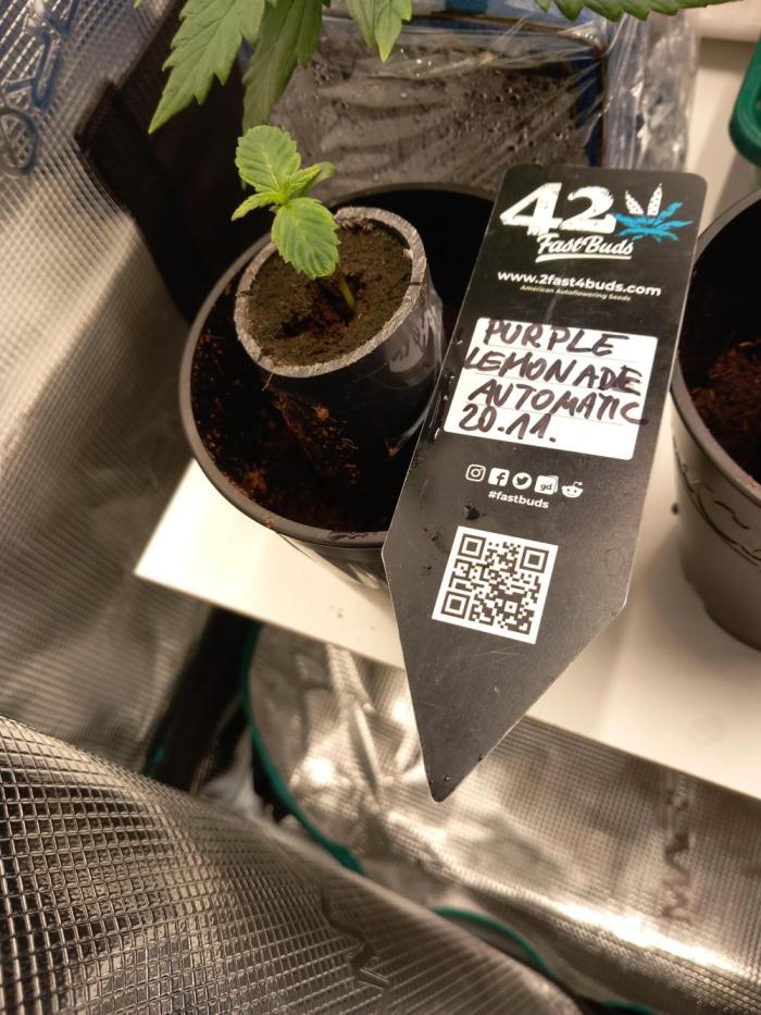 Cannabonsai Purple Lemonade Auto. Week 1