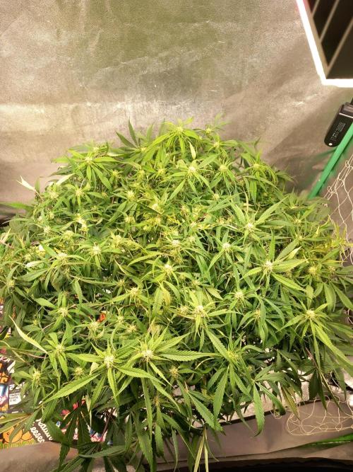 Strawberry Gorilla FastBuds Hydroponic. Week 9