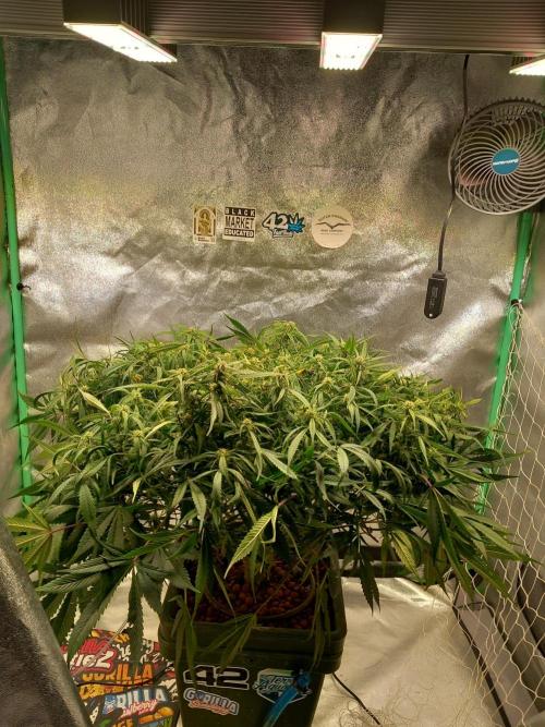 Strawberry Gorilla FastBuds Hydroponic. Week 9