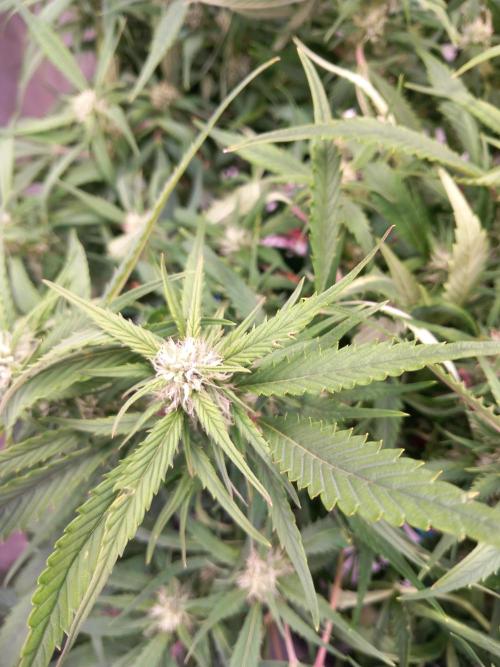 Strawberry Gorilla FastBuds Hydroponic. Week 9