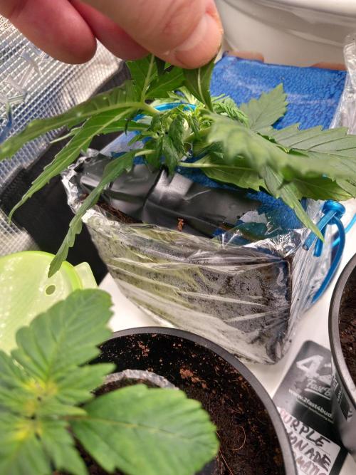 Kush Mint Super  Strains. Week 3 - Taping