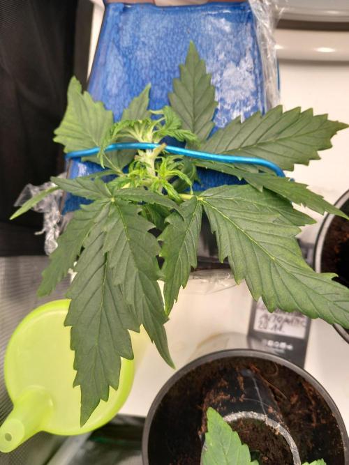 Kush Mint Super  Strains. Week 3 - Bending