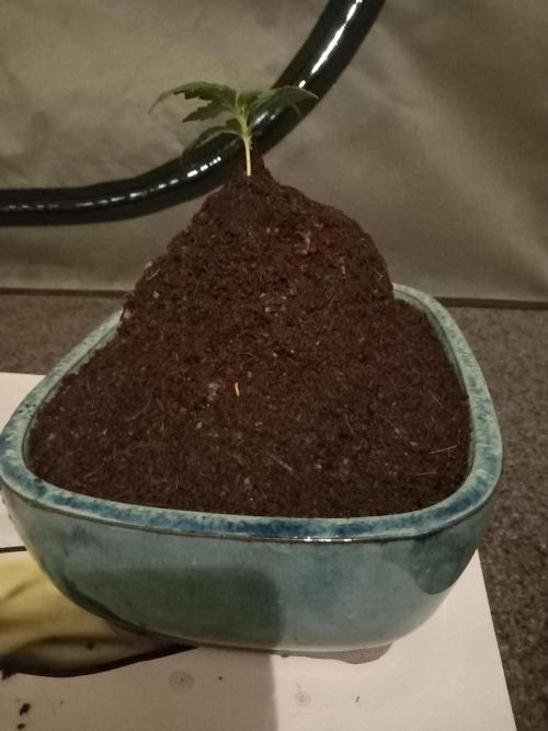 Cannabonsai Tropicana Cookies FastBuds. Week 1