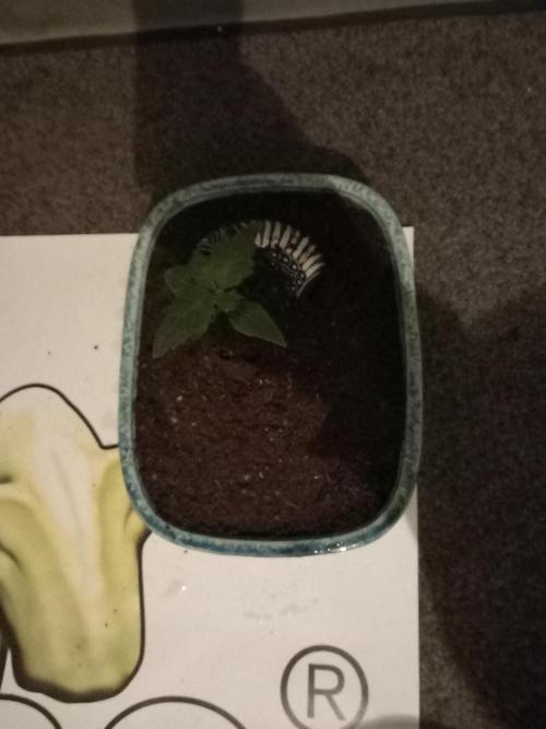 Cannabonsai Tropicana Cookies FastBuds. Week 1