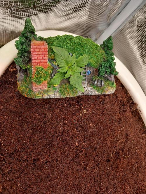 Cannabonsai Purple Lemonade Auto. Week 1 - Final HOME