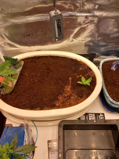 Cannabonsai Purple Lemonade Auto. Week 1