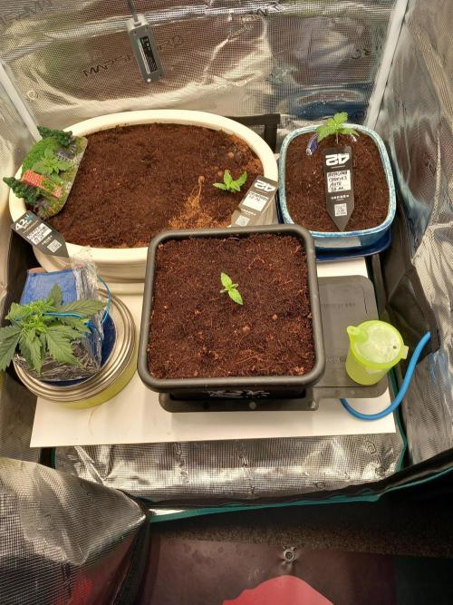 Cannabonsai Purple Lemonade Auto. Week 1