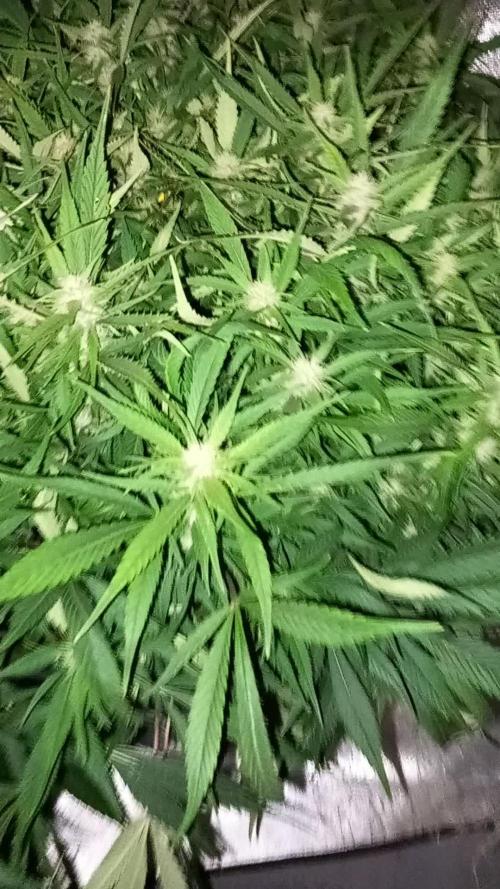 Strawberry Gorilla FastBuds Hydroponic