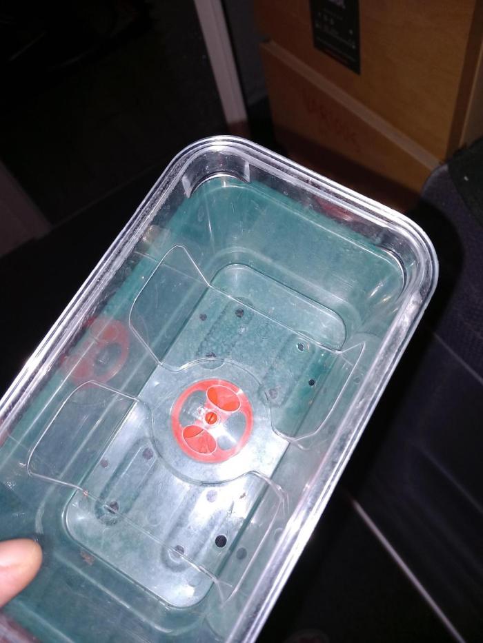 Purple Lemonade Auto in Autopot. Week 0