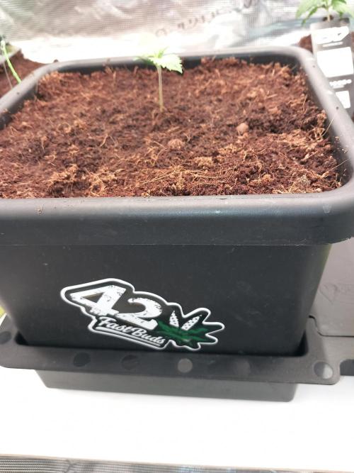 Purple Lemonade Auto in Autopot. Week 1