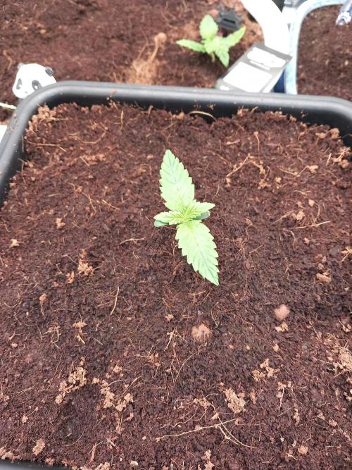 Purple Lemonade Auto in Autopot. Week 1