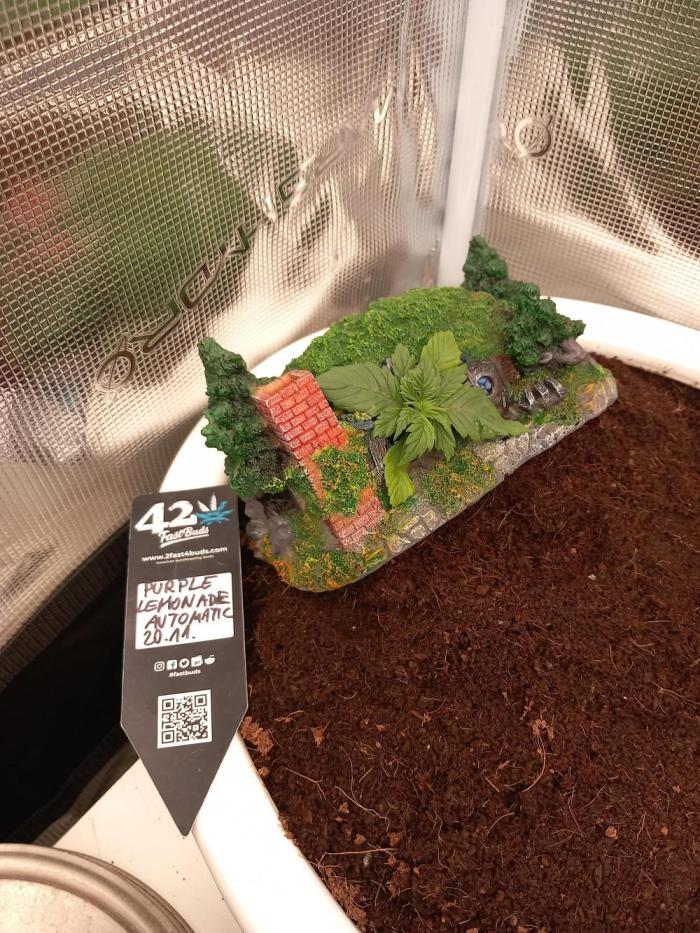 Cannabonsai Purple Lemonade Auto. Week 2